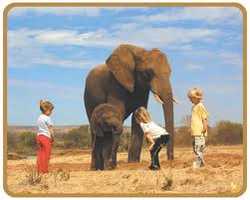 Elephant Interaction Experience, Pilanesberg (Letsatsing Game Reserve)